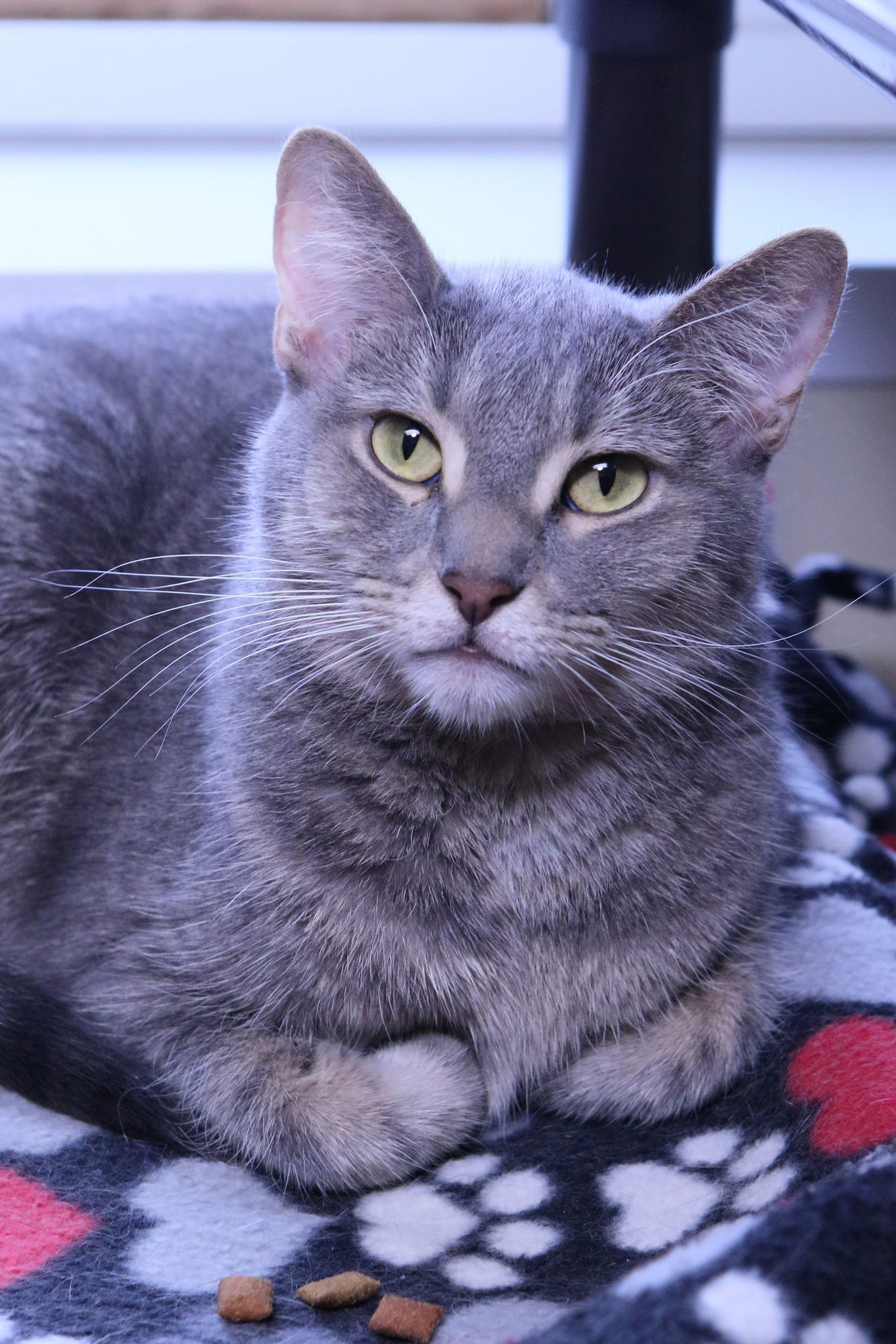 Roberta, an adoptable Tiger, Domestic Short Hair in Austin, MN, 55912 | Photo Image 3