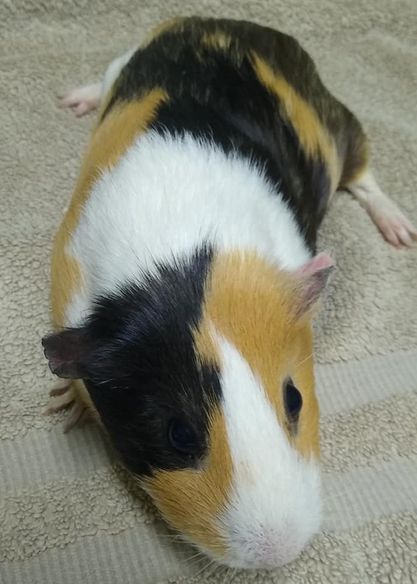 Guinea Pig For Adoption Daisy A Guinea Pig In Grand Rapids Mn Petfinder