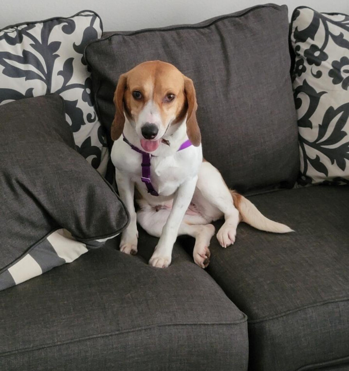 Dog For Adoption Xaria A Beagle In Raleigh Nc Petfinder