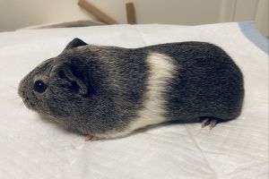 Rumble the Guinea Pig