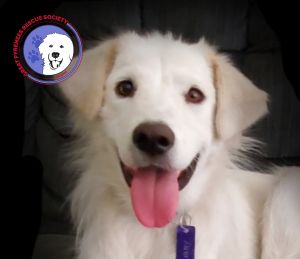 Dog For Adoption Libby A Great Pyrenees In Olympia Wa Petfinder