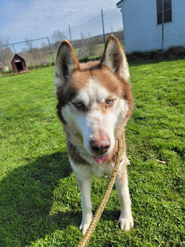 Dilbert, an adoptable Husky in Sprakers, NY, 12166 | Photo Image 2