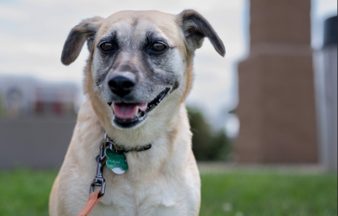 CHERRY, an adoptable Mountain Cur, Mixed Breed in Cincinnati, OH, 45252 | Photo Image 3