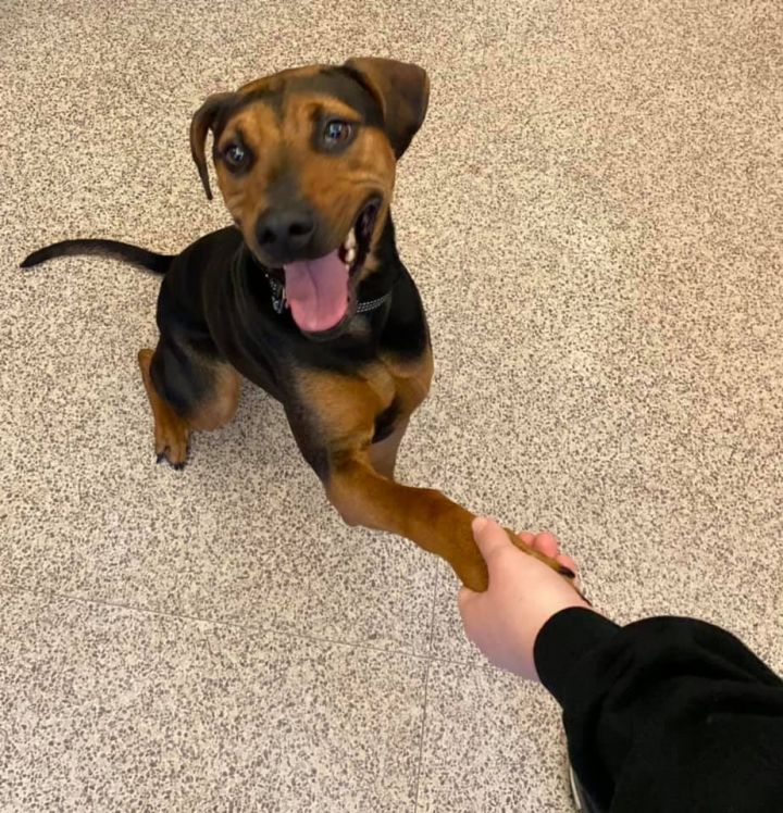 Dog For Adoption Scarlett A Whippet Doberman Pinscher Mix In Caro Mi Petfinder