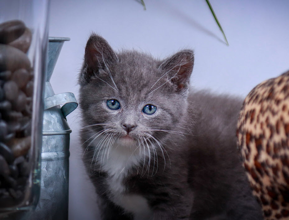 Winston, an adoptable Tuxedo, Russian Blue in Parker, TX, 75002 | Photo Image 2