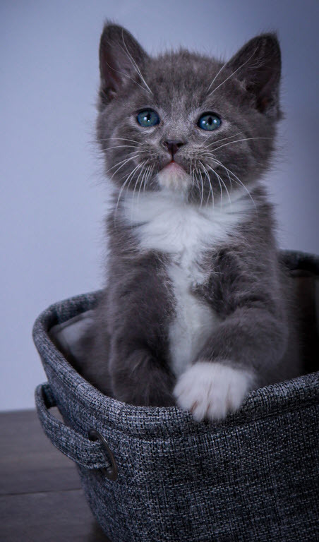 Winston, an adoptable Tuxedo, Russian Blue in Parker, TX, 75002 | Photo Image 4