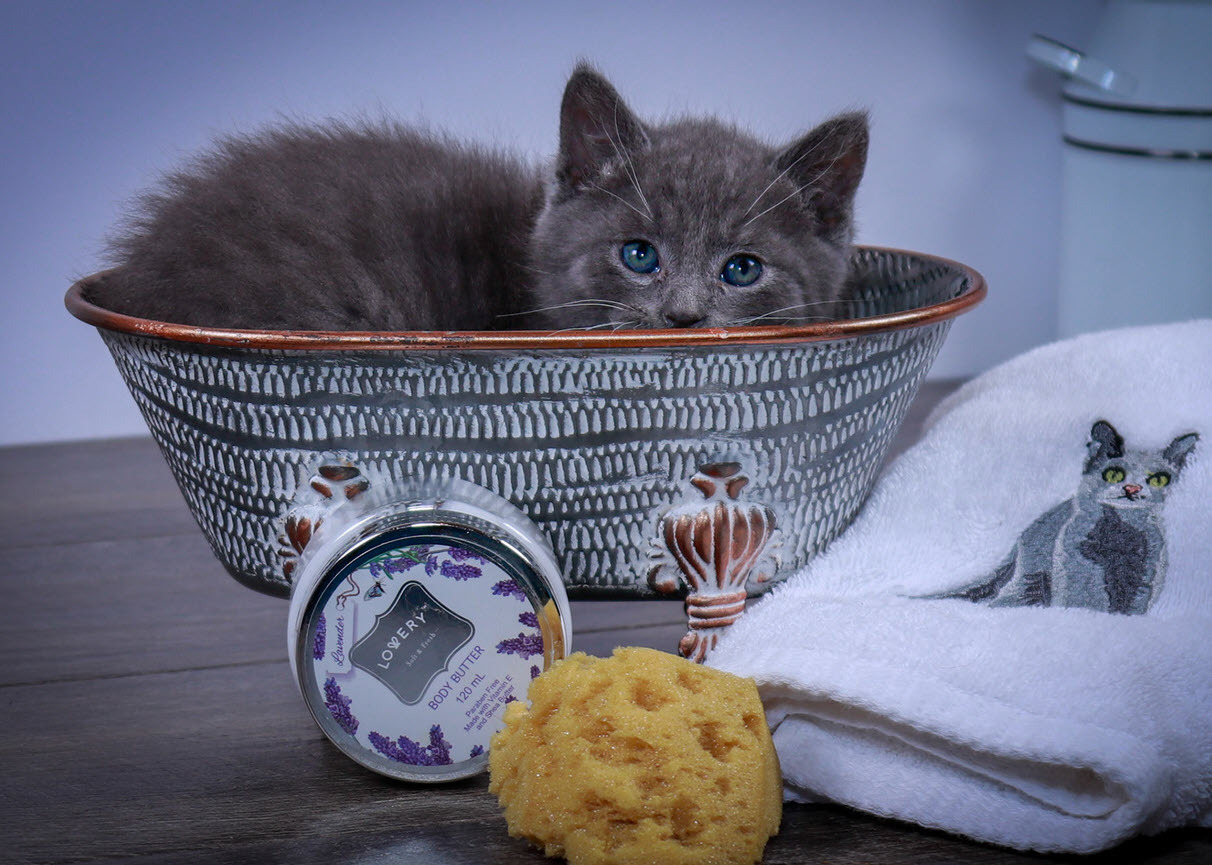 Winston, an adoptable Russian Blue, Tuxedo in Parker, TX, 75002 | Photo Image 8