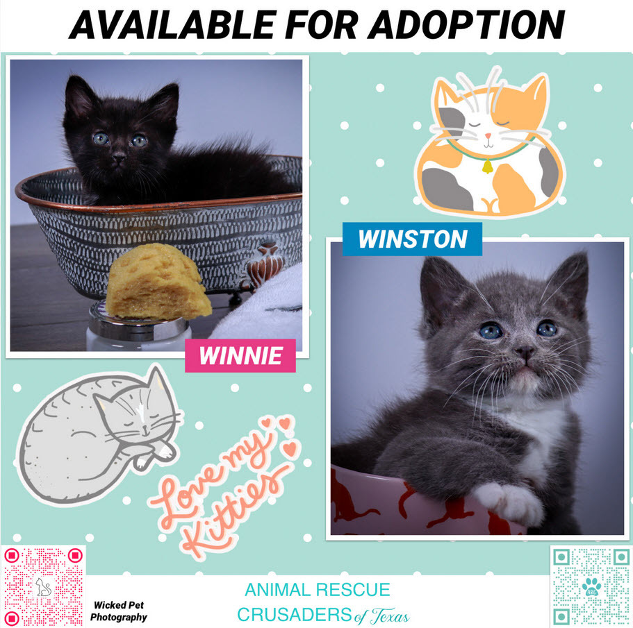 Winston & Winnie, an adoptable Tuxedo, Russian Blue in Parker, TX, 75002 | Photo Image 11