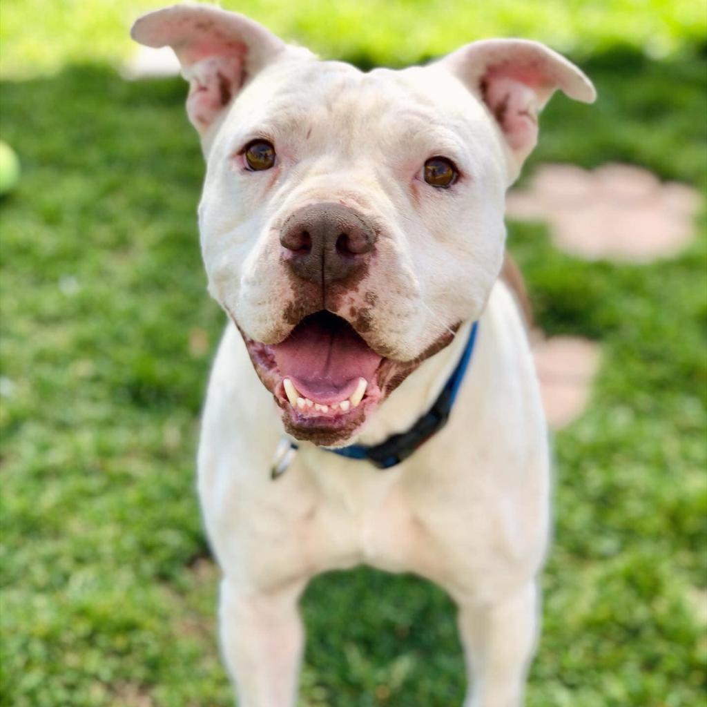 Mai Tai, an adoptable Pit Bull Terrier, Boxer in Kanab, UT, 84741 | Photo Image 1