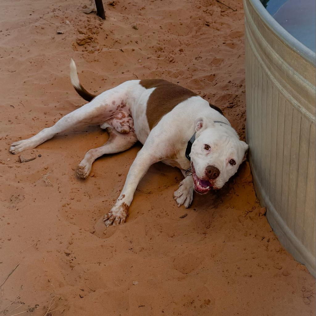 Mai Tai, an adoptable Pit Bull Terrier, Boxer in Kanab, UT, 84741 | Photo Image 2