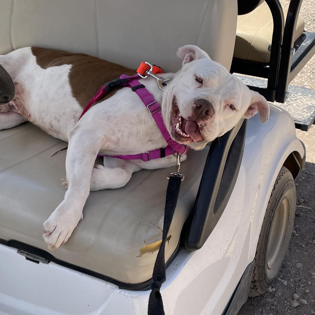 Mai Tai, an adoptable Pit Bull Terrier, Boxer in Kanab, UT, 84741 | Photo Image 4