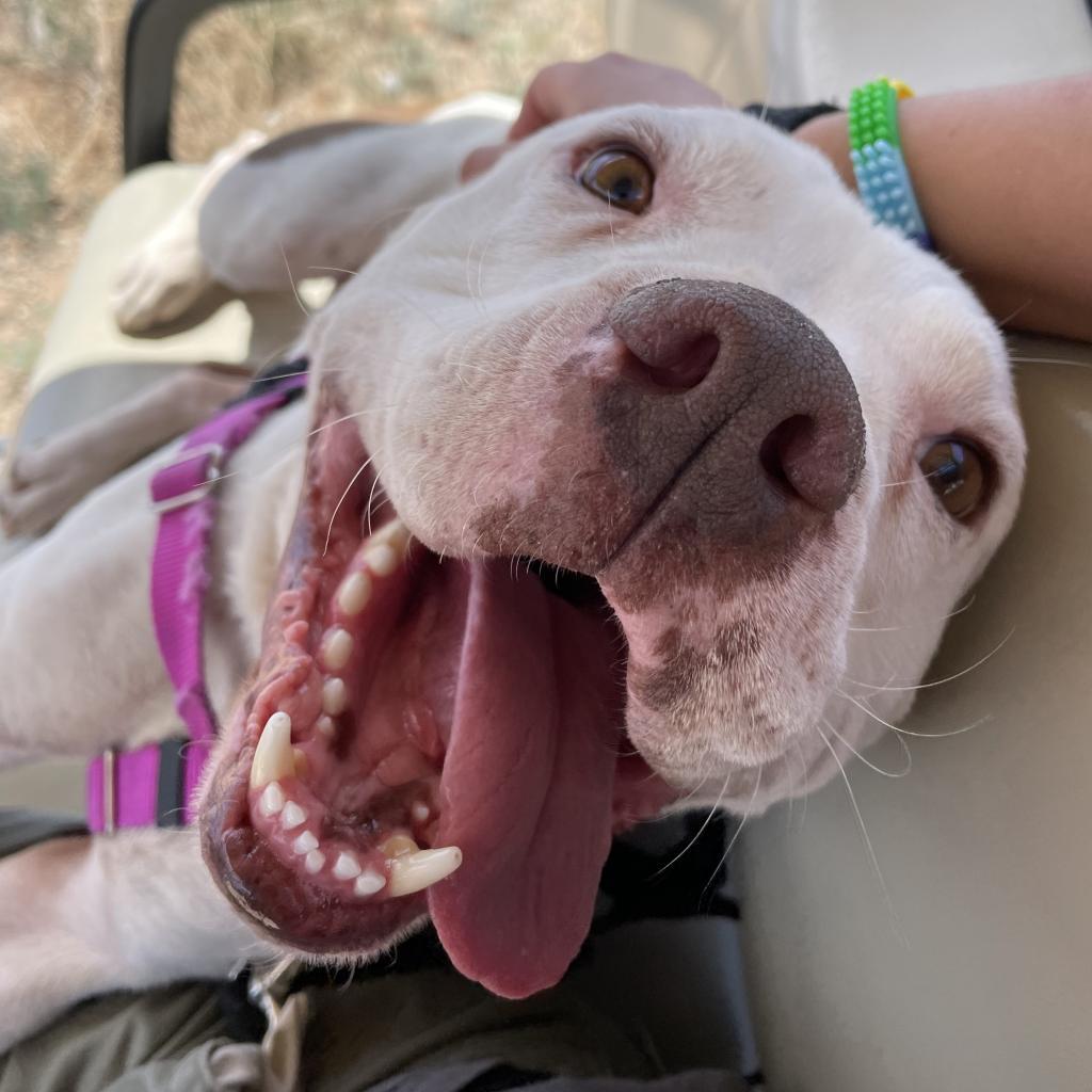 Mai Tai, an adoptable Pit Bull Terrier, Boxer in Kanab, UT, 84741 | Photo Image 5