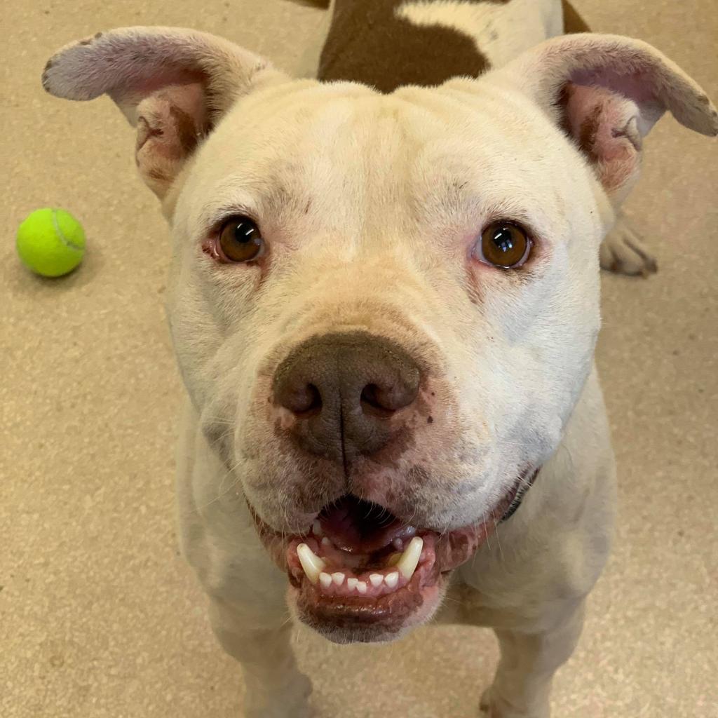 Mai Tai, an adoptable Pit Bull Terrier, Boxer in Kanab, UT, 84741 | Photo Image 6