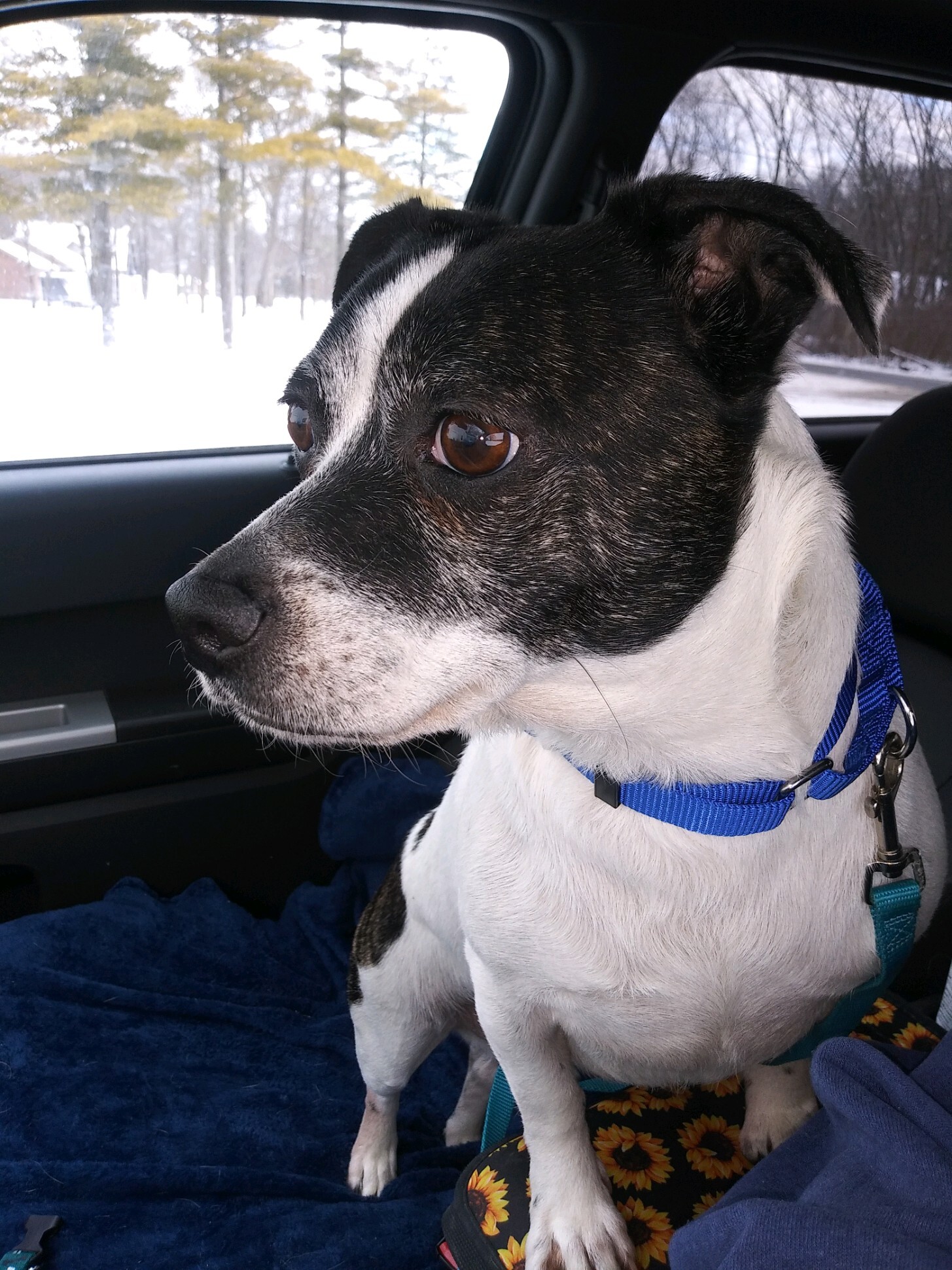 Dash, an adoptable Boston Terrier in Maumee, OH, 43537 | Photo Image 1