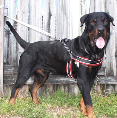 Bruno, an adoptable Rottweiler in Parrish, FL, 34219 | Photo Image 2