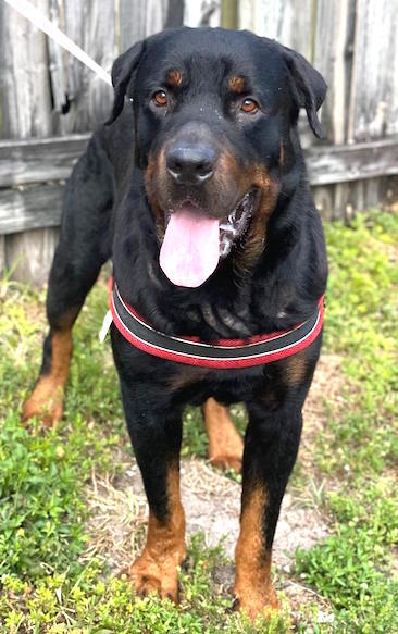 Bruno, an adoptable Rottweiler in Parrish, FL, 34219 | Photo Image 3