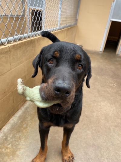 Bruno, an adoptable Rottweiler in Parrish, FL, 34219 | Photo Image 1