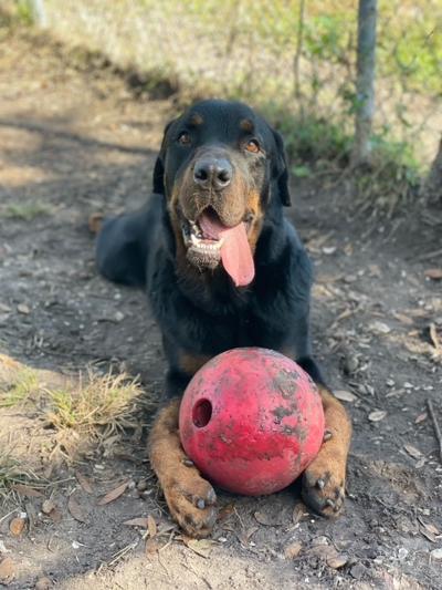 Bruno, an adoptable Rottweiler in Parrish, FL, 34219 | Photo Image 4