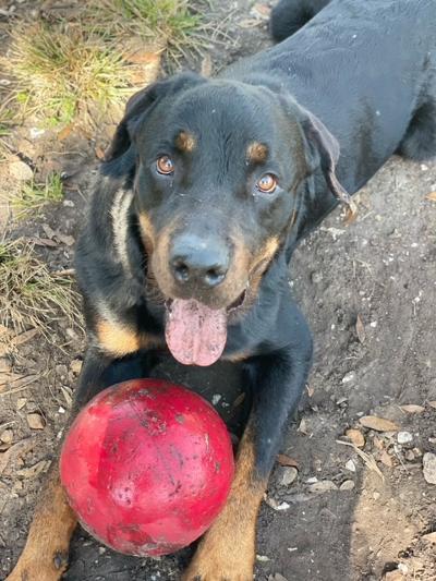 Bruno, an adoptable Rottweiler in Parrish, FL, 34219 | Photo Image 5