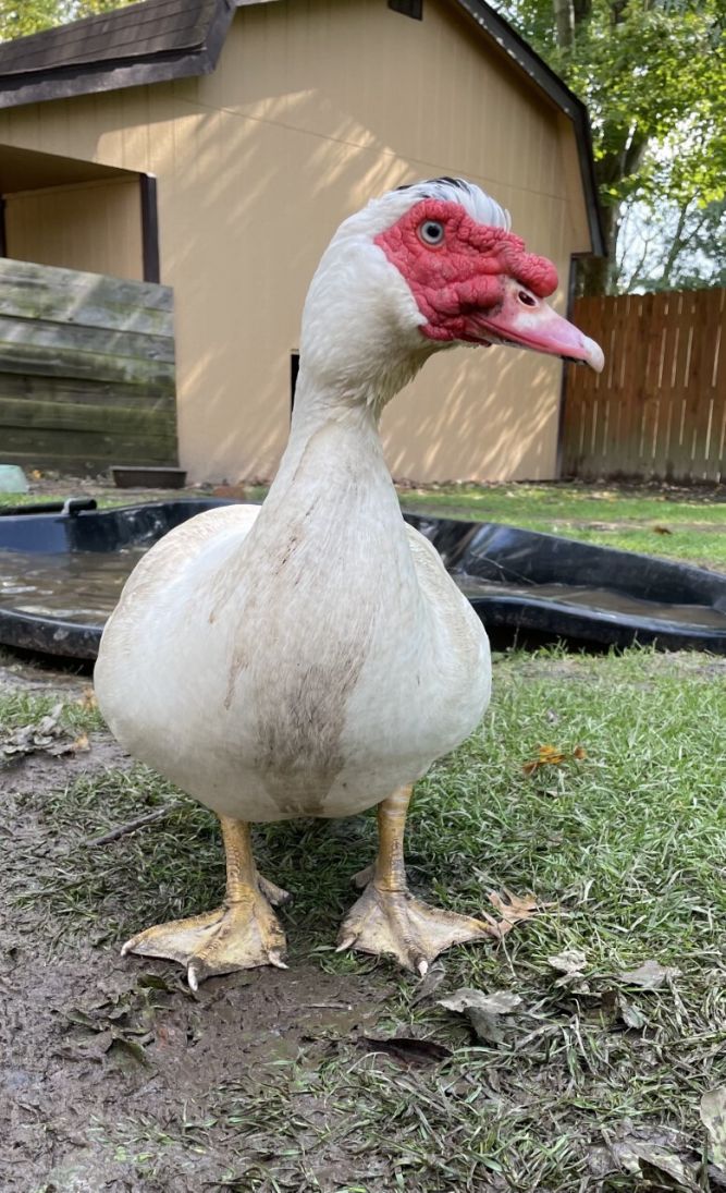 Duck for adoption Ducks, a Duck in Ravenna, OH Petfinder