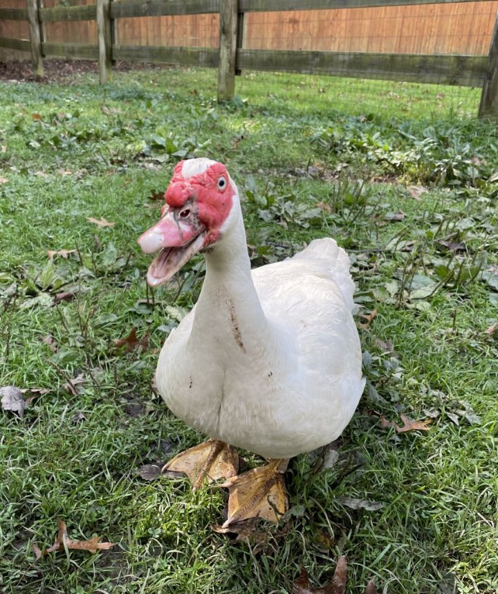 Duck for adoption Ducks, a Duck in Ravenna, OH Petfinder