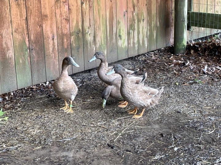 Duck for adoption Ducks, a Duck in Ravenna, OH Petfinder