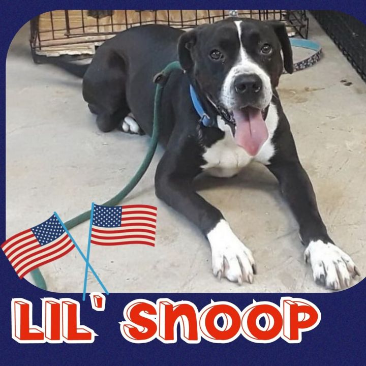 Lil Snoop 1