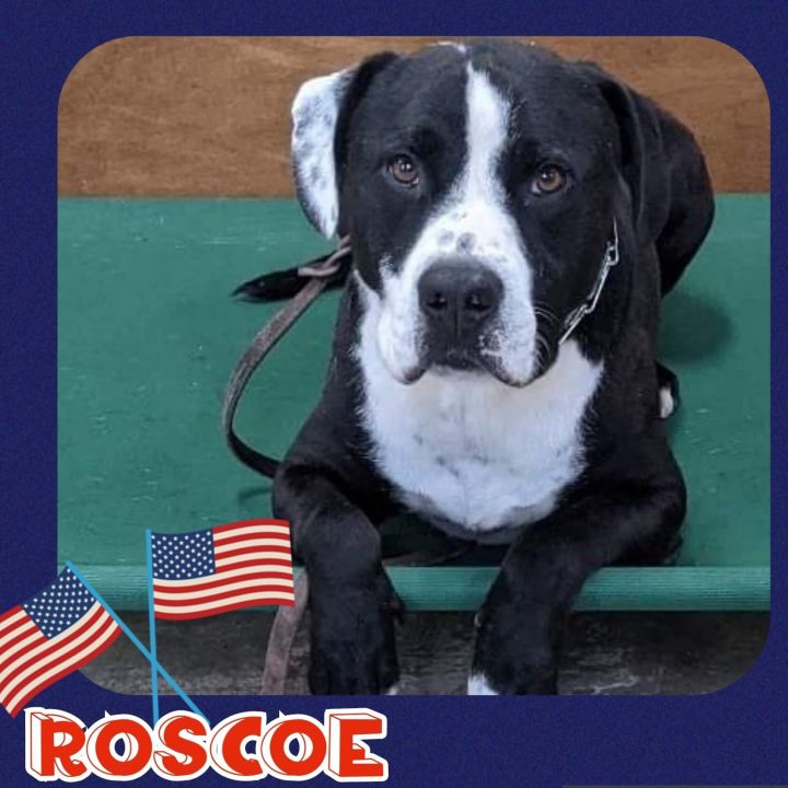 Roscoe, an adoptable Pit Bull Terrier Mix in Sumter, SC_image-1