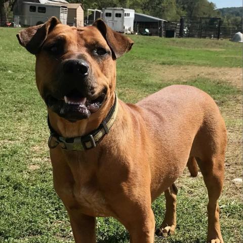 Anne, an adoptable Hound in Pineville, MO, 64856 | Photo Image 1