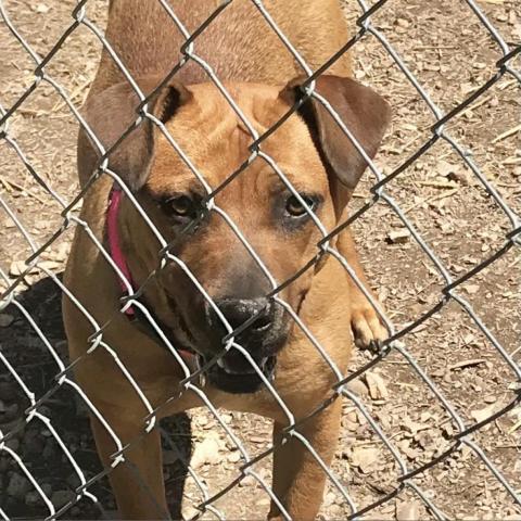 Anne, an adoptable Hound in Pineville, MO, 64856 | Photo Image 2