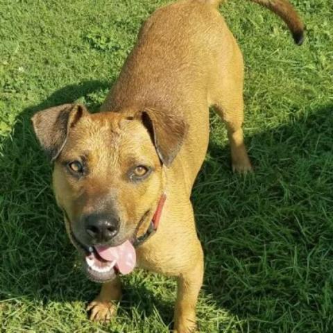 Anne, an adoptable Hound in Pineville, MO, 64856 | Photo Image 3