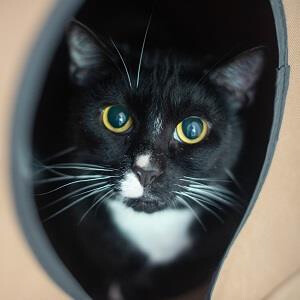 Ditto, an adopted Domestic Short Hair Mix in Decatur, GA_image-1