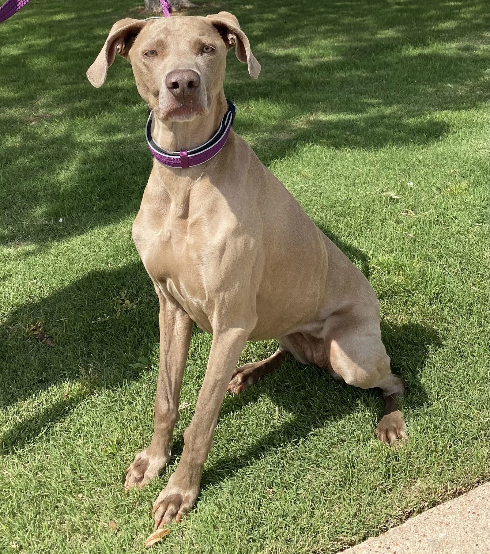 Sophie, an adoptable Weimaraner in Denton, TX, 76205 | Photo Image 1