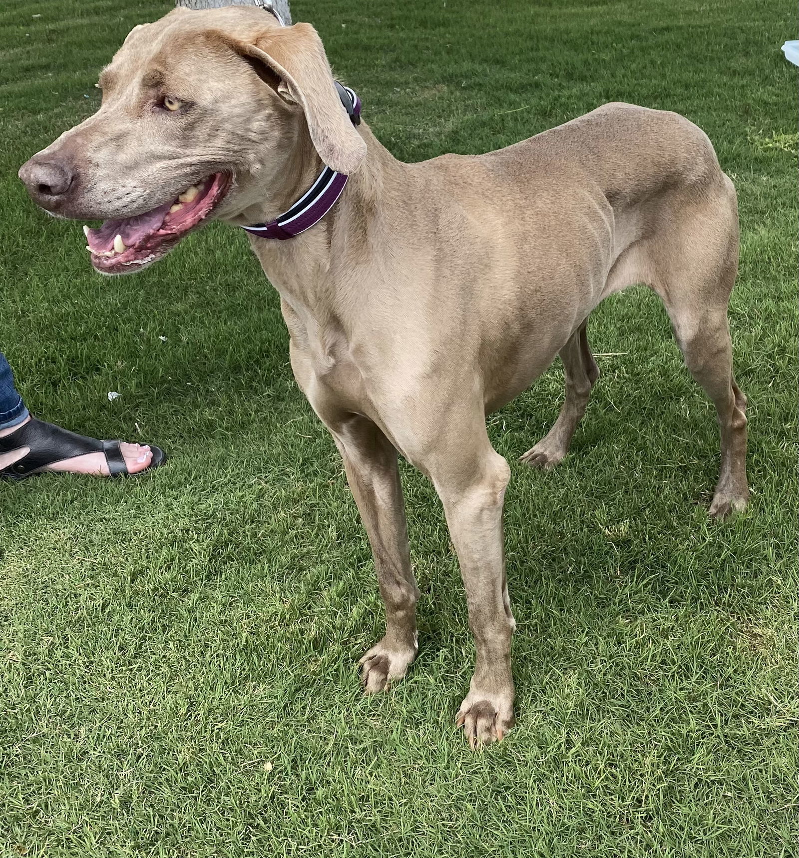 Sophie, an adoptable Weimaraner in Denton, TX, 76205 | Photo Image 2