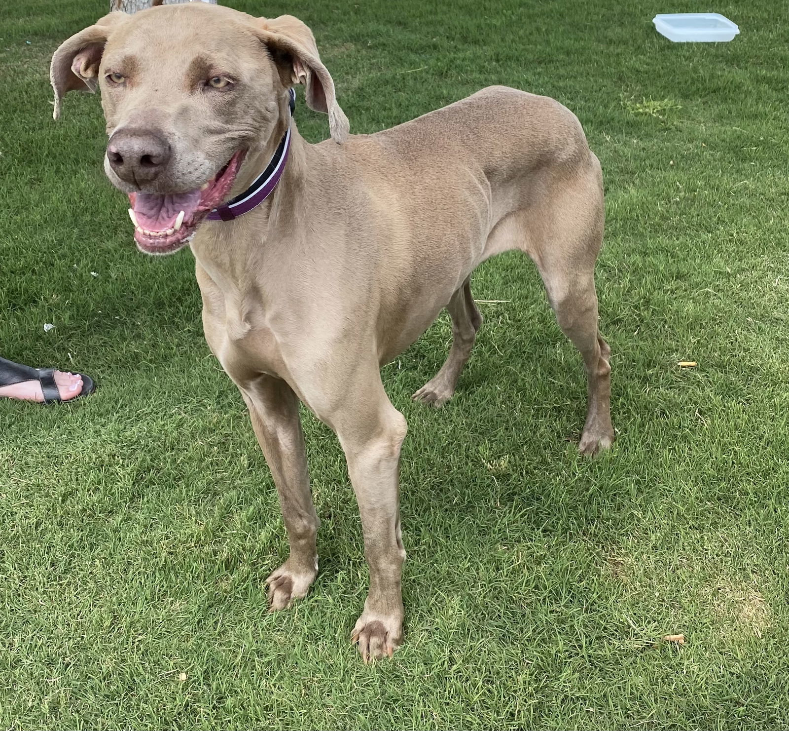 Sophie, an adoptable Weimaraner in Denton, TX, 76205 | Photo Image 3