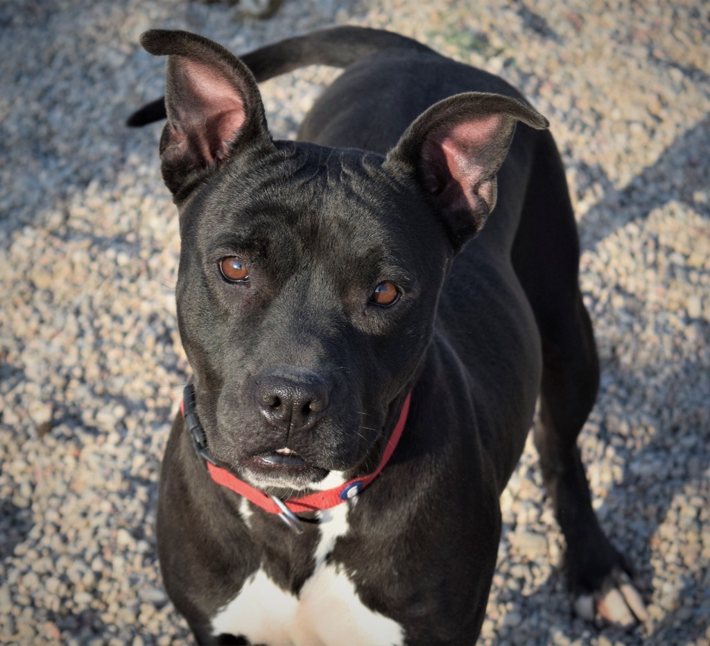 Lilly, an adoptable Pit Bull Terrier in Lubbock, TX, 79404 | Photo Image 1