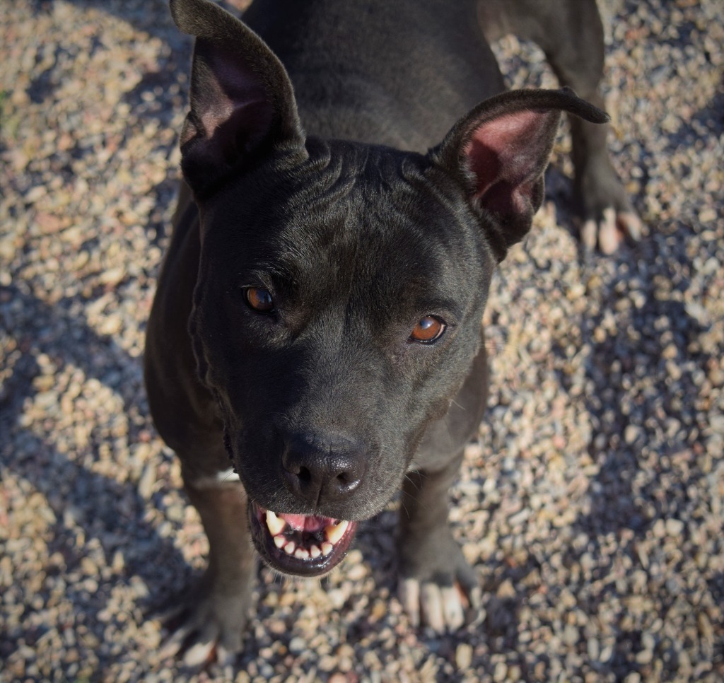 Lilly, an adoptable Pit Bull Terrier in Lubbock, TX, 79404 | Photo Image 3