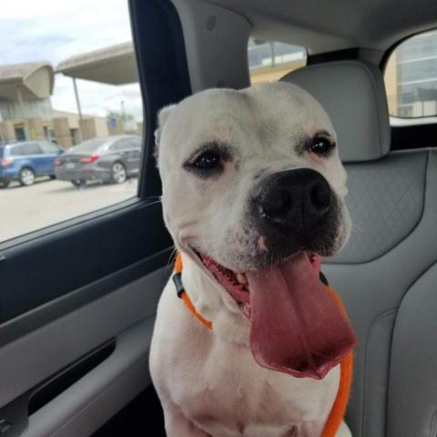 Nikki, an adoptable American Bulldog, Boxer in Wichita, KS, 67278 | Photo Image 2