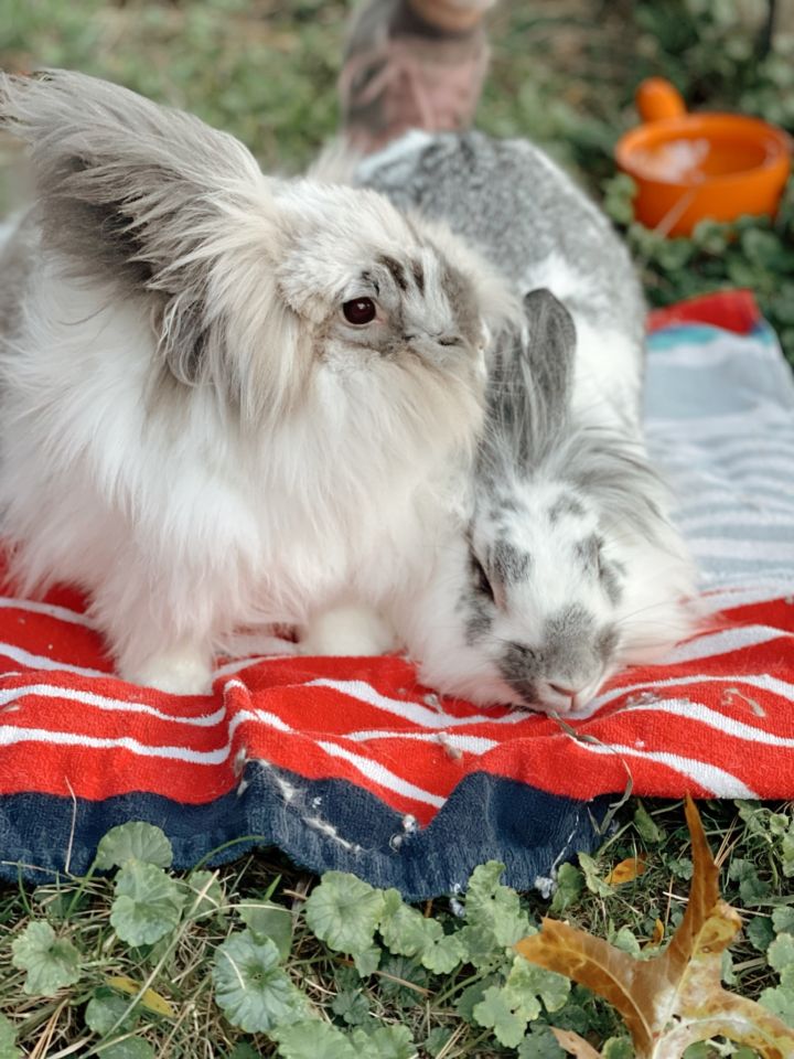 Flemish giant lionhead store cross