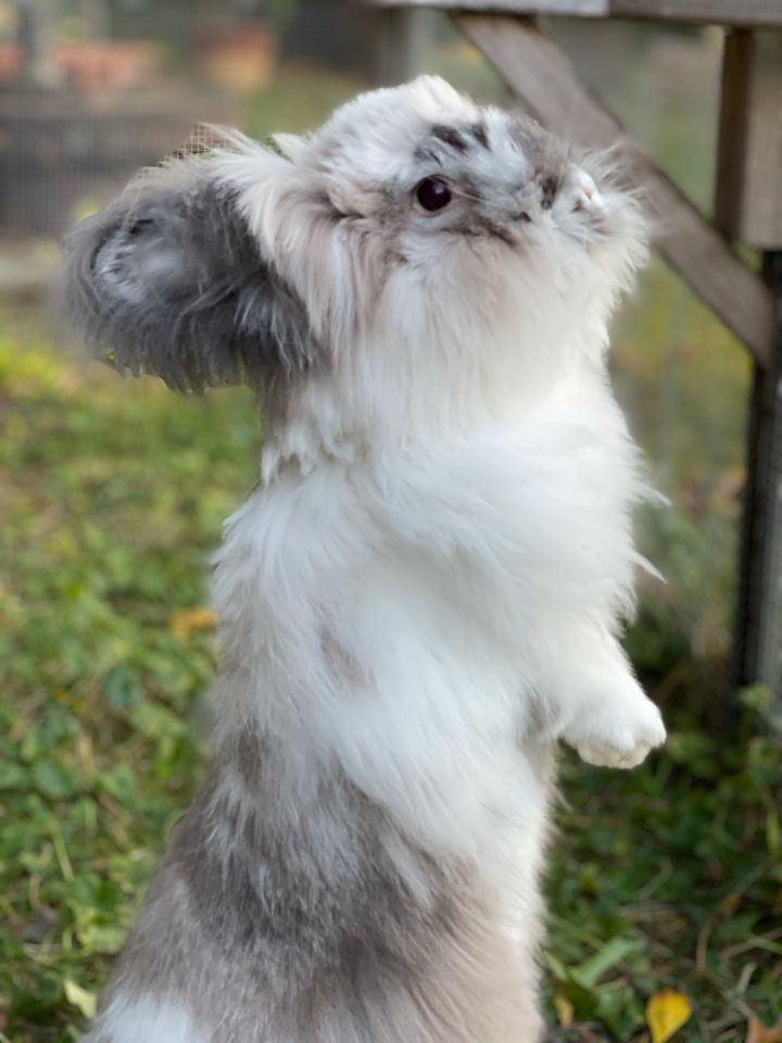 Large best sale lionhead rabbit