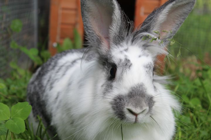 Belle & Skully, an adoptable Flemish Giant & Lionhead Mix in Fairfield, IA_image-3