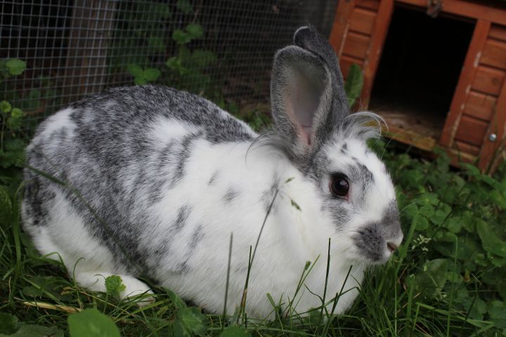 Belle & Skully, an adoptable Flemish Giant & Lionhead Mix in Fairfield, IA_image-4