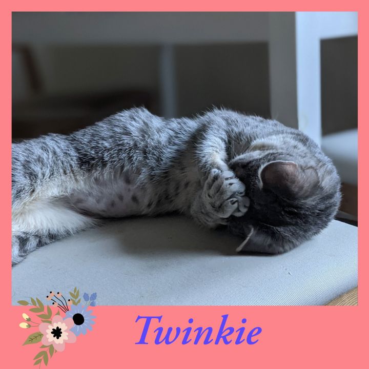 Twinkie 2
