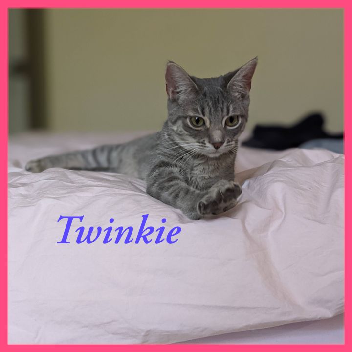 Twinkie 4