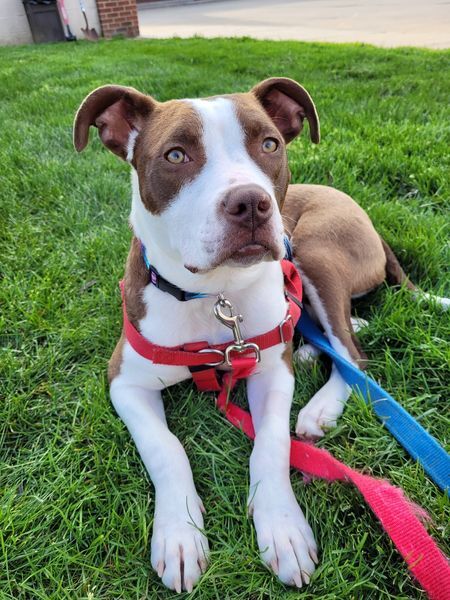 Penny, an adoptable American Staffordshire Terrier, Terrier in Troy, MI, 48083 | Photo Image 1