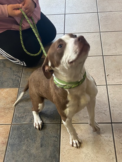 Penny, an adoptable American Staffordshire Terrier, Terrier in Troy, MI, 48083 | Photo Image 2