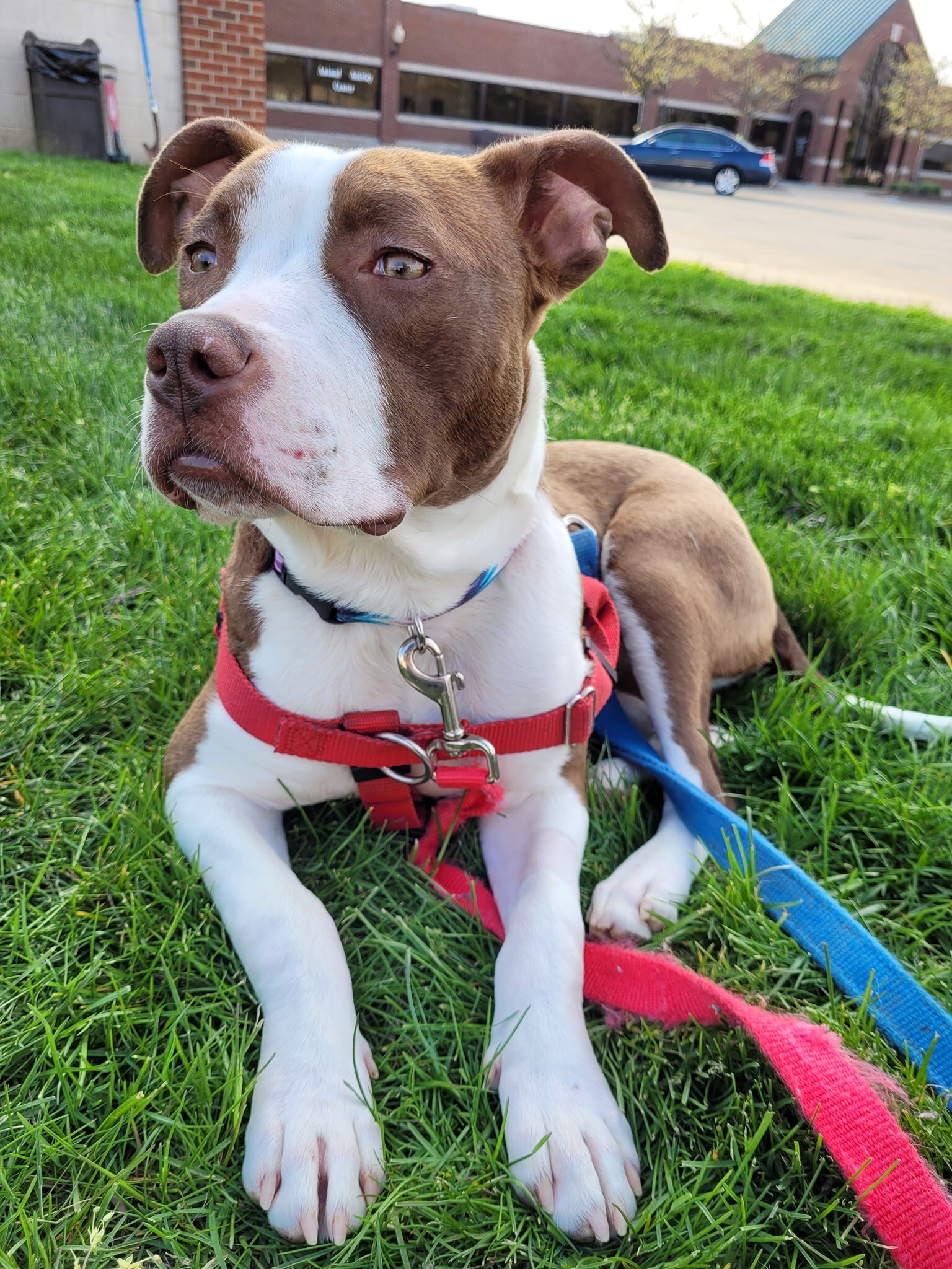 Penny, an adoptable American Staffordshire Terrier, Terrier in Troy, MI, 48083 | Photo Image 3