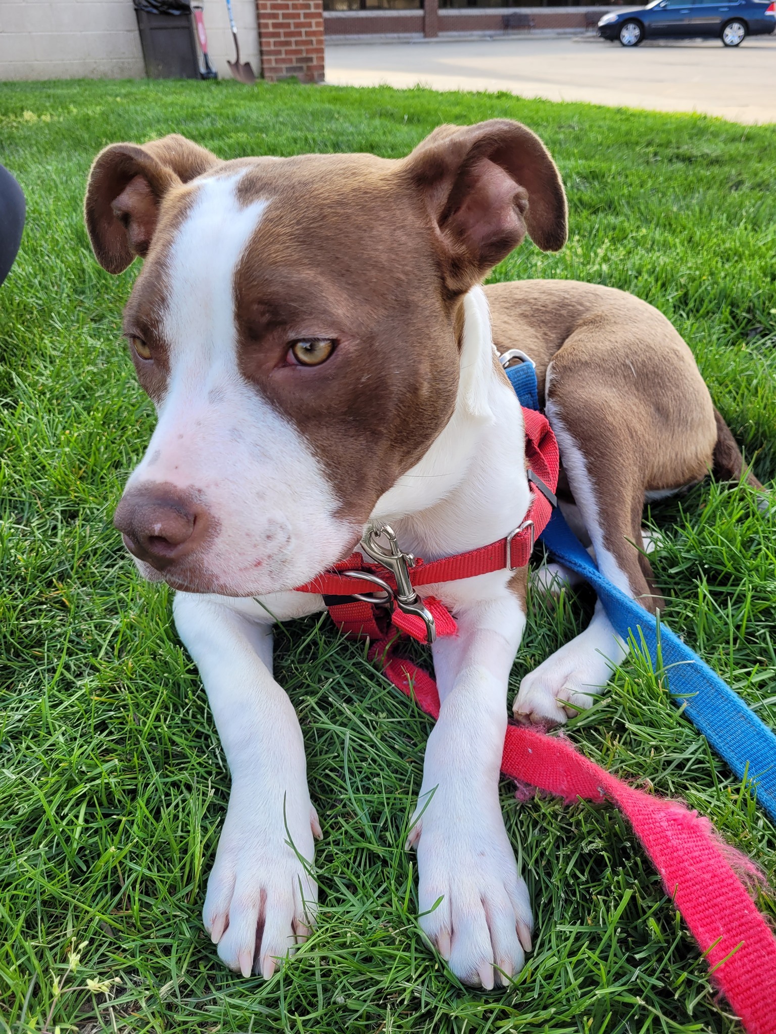 Penny, an adoptable American Staffordshire Terrier, Terrier in Troy, MI, 48083 | Photo Image 4