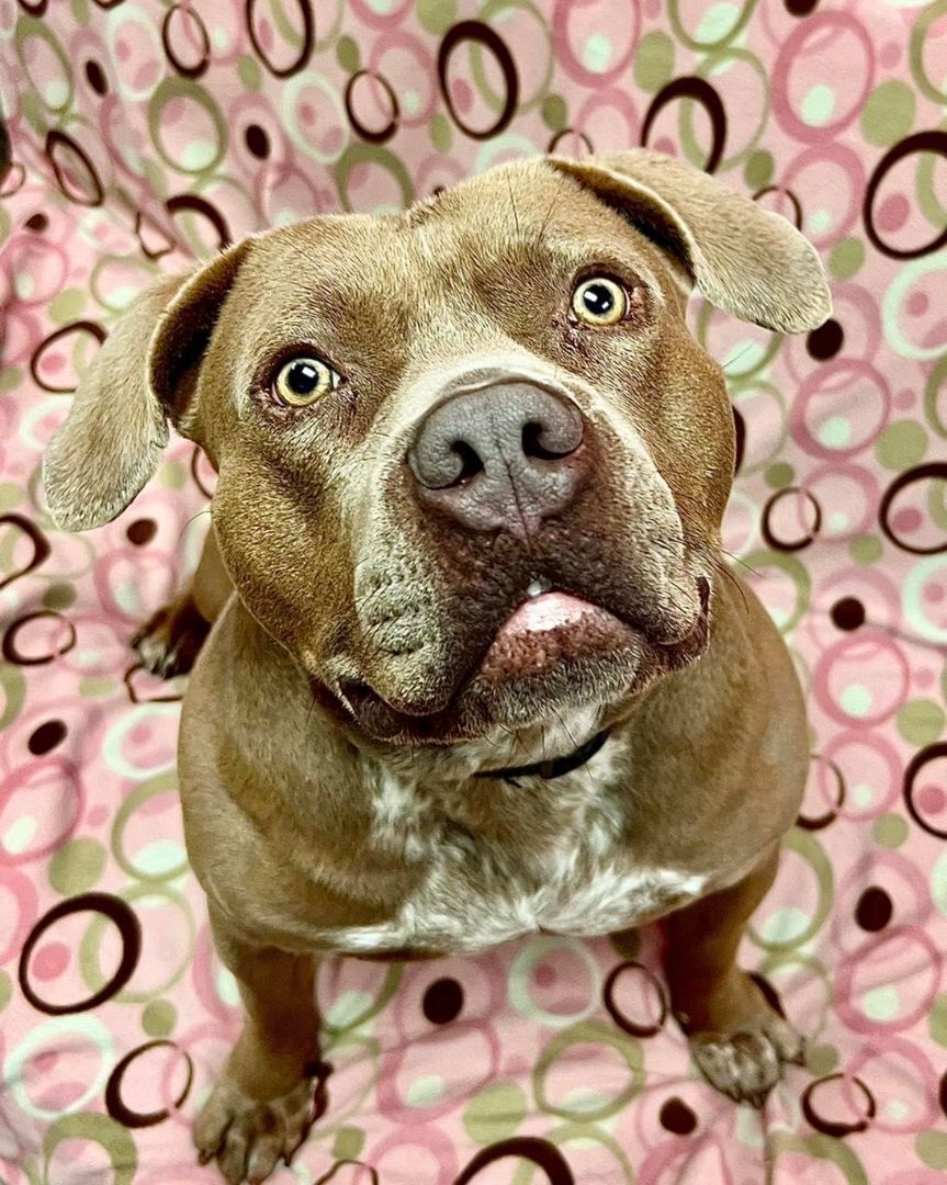 Beau, an adoptable Terrier in Arlington Heights, IL, 60006 | Photo Image 1