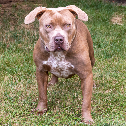 Beau, an adoptable Terrier in Arlington Heights, IL, 60006 | Photo Image 2